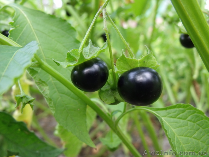 Семена - почтой: овощные экзоты - кивано, момордика, тзимбало и др.,  - <ro>Изображение</ro><ru>Изображение</ru> #5, <ru>Объявление</ru> #504675