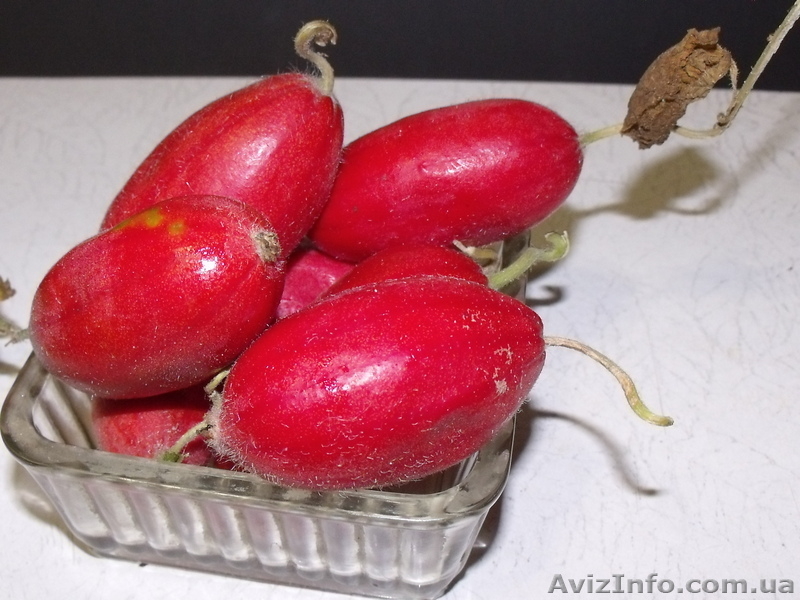 Семена - почтой: овощные экзоты - кивано, момордика, тзимбало и др.,  - <ro>Изображение</ro><ru>Изображение</ru> #4, <ru>Объявление</ru> #504675