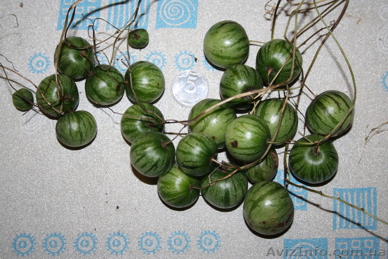 Семена - почтой: овощные экзоты - кивано, момордика, тзимбало и др.,  - <ro>Изображение</ro><ru>Изображение</ru> #6, <ru>Объявление</ru> #504675