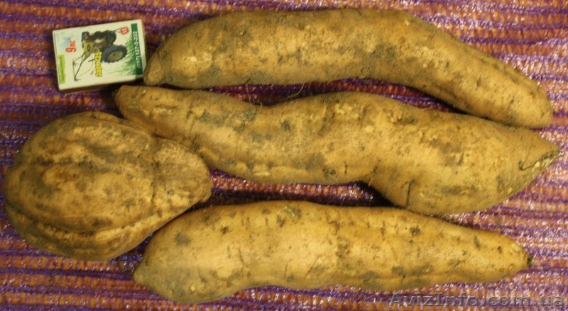 Семена - почтой: овощные экзоты - кивано, момордика, тзимбало и др.,  - <ro>Изображение</ro><ru>Изображение</ru> #10, <ru>Объявление</ru> #504675