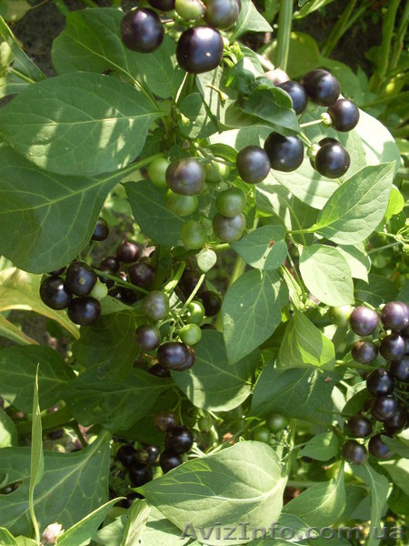 Семена - почтой: овощные экзоты - кивано, момордика, тзимбало и др.,  - <ro>Изображение</ro><ru>Изображение</ru> #8, <ru>Объявление</ru> #504675