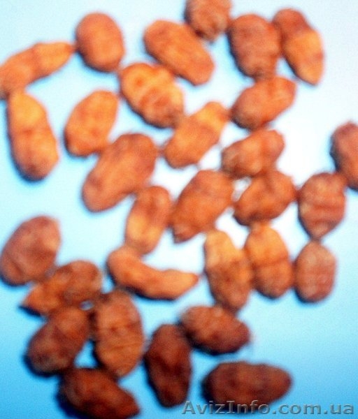 Семена - почтой: овощные экзоты - кивано, момордика, тзимбало и др.,  - <ro>Изображение</ro><ru>Изображение</ru> #9, <ru>Объявление</ru> #504675