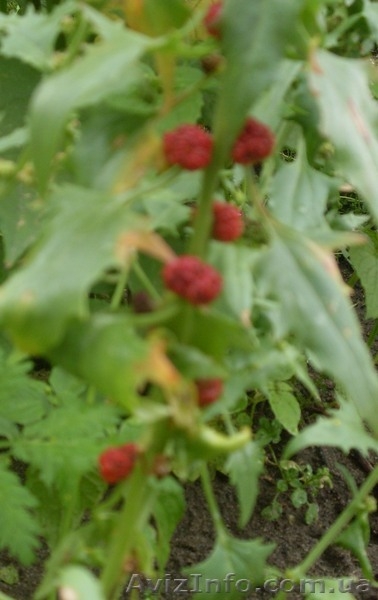 Семена - почтой: овощные экзоты - кивано, момордика, тзимбало и др.,  - <ro>Изображение</ro><ru>Изображение</ru> #7, <ru>Объявление</ru> #504675