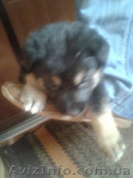 Цуценята \"Німецька вівчарка\" 200 грн - <ro>Изображение</ro><ru>Изображение</ru> #1, <ru>Объявление</ru> #1022766