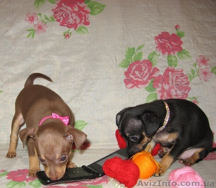 Продам щенков той терьера Родились 05,01,2014. - <ro>Изображение</ro><ru>Изображение</ru> #2, <ru>Объявление</ru> #1033264