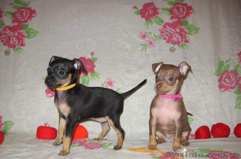 Продам щенков той терьера Родились 05,01,2014. - <ro>Изображение</ro><ru>Изображение</ru> #3, <ru>Объявление</ru> #1033264