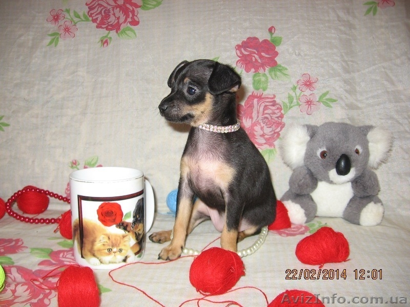 Продам щенков той терьера Родились 05,01,2014. - <ro>Изображение</ro><ru>Изображение</ru> #4, <ru>Объявление</ru> #1033264