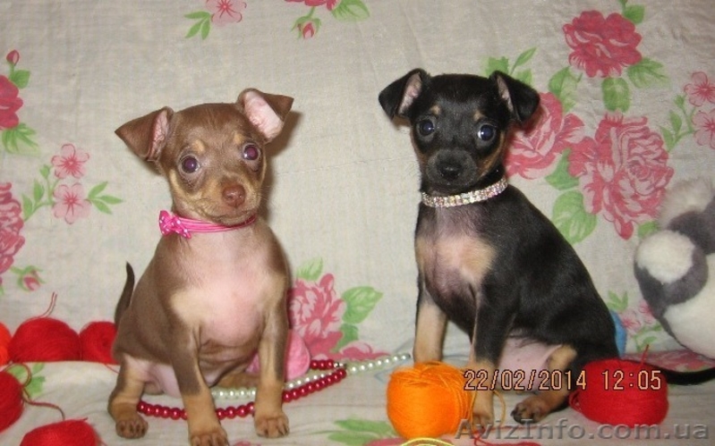 Продам щенков той терьера Родились 05,01,2014. - <ro>Изображение</ro><ru>Изображение</ru> #1, <ru>Объявление</ru> #1033264