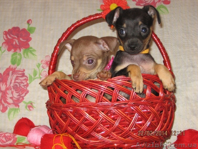 Продам щенков той терьера Родились 05,01,2014. - <ro>Изображение</ro><ru>Изображение</ru> #5, <ru>Объявление</ru> #1033264