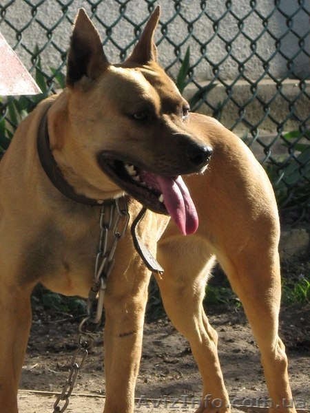 стаффордширский терьер продам - <ro>Изображение</ro><ru>Изображение</ru> #3, <ru>Объявление</ru> #1058074