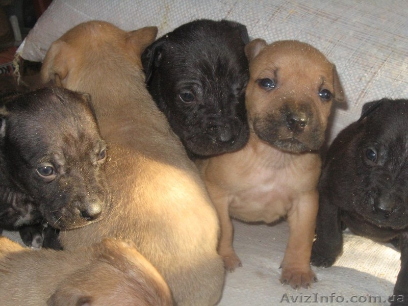 стаффордширский терьер продам - <ro>Изображение</ro><ru>Изображение</ru> #1, <ru>Объявление</ru> #1058074