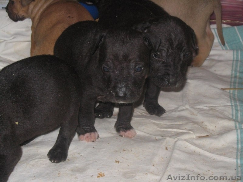 стаффордширский терьер продам - <ro>Изображение</ro><ru>Изображение</ru> #2, <ru>Объявление</ru> #1058074