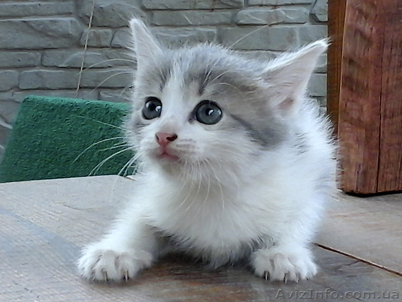 Котята на выбор: один из трех - <ro>Изображение</ro><ru>Изображение</ru> #2, <ru>Объявление</ru> #1107516