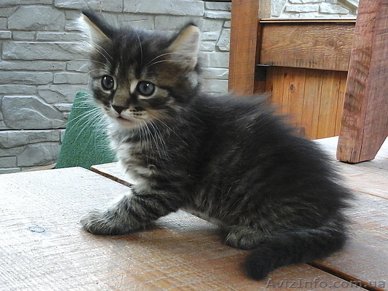 Котята на выбор: один из трех - <ro>Изображение</ro><ru>Изображение</ru> #3, <ru>Объявление</ru> #1107516