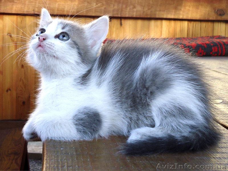 Милый котенок для заботливого хозяина - <ro>Изображение</ro><ru>Изображение</ru> #1, <ru>Объявление</ru> #1113111