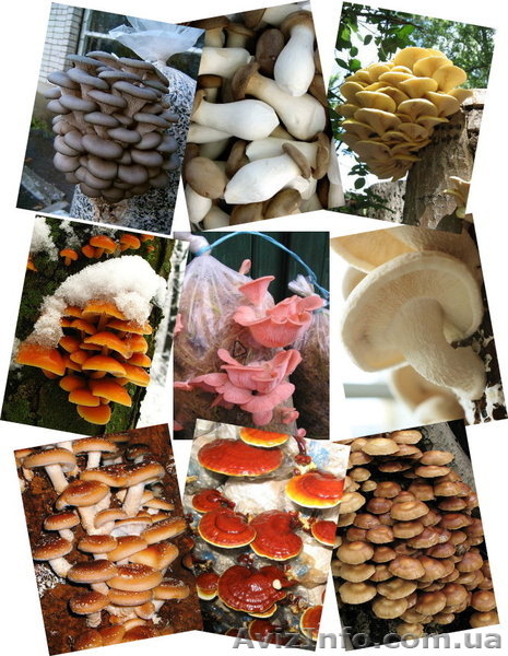 Міцелій печериці (шампиньона), гливи (вешенки), шіїтаке - <ro>Изображение</ro><ru>Изображение</ru> #1, <ru>Объявление</ru> #1189804