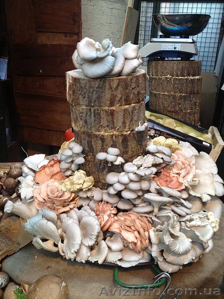 Міцелій печериці (шампиньона), гливи (вешенки), шіїтаке - <ro>Изображение</ro><ru>Изображение</ru> #4, <ru>Объявление</ru> #1189804