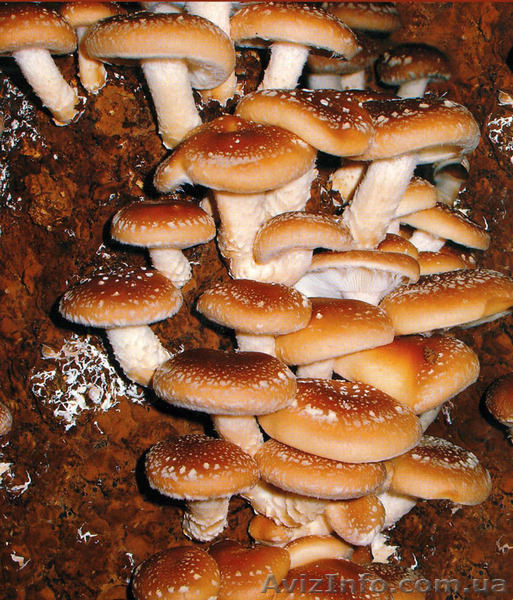 Міцелій печериці (шампиньона), гливи (вешенки), шіїтаке - <ro>Изображение</ro><ru>Изображение</ru> #5, <ru>Объявление</ru> #1189804