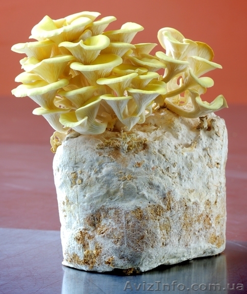 Міцелій печериці (шампиньона), гливи (вешенки), шіїтаке - <ro>Изображение</ro><ru>Изображение</ru> #6, <ru>Объявление</ru> #1189804