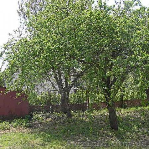 Без агенств та посередників - <ro>Изображение</ro><ru>Изображение</ru> #2, <ru>Объявление</ru> #1241405