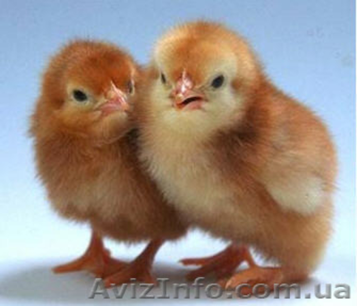 Бройлери, Іспанка, Майстер Грей - <ro>Изображение</ro><ru>Изображение</ru> #2, <ru>Объявление</ru> #1531206