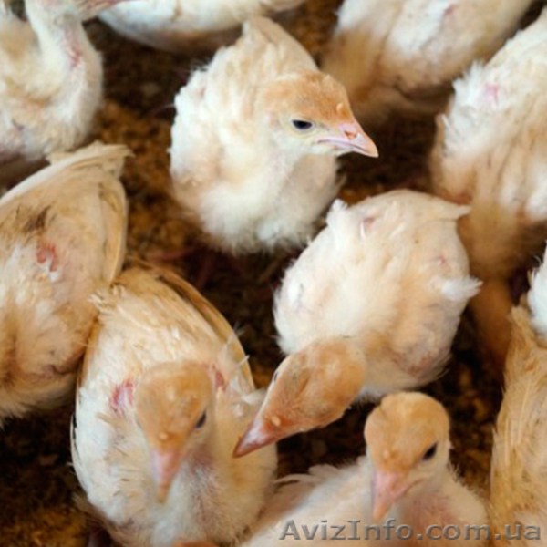 Бройлери, Іспанка, Майстер Грей - <ro>Изображение</ro><ru>Изображение</ru> #4, <ru>Объявление</ru> #1531206