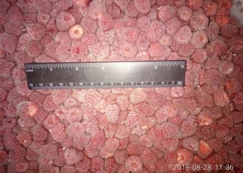 Продам оптом замороженную малина, сухую органическая малину  - <ro>Изображение</ro><ru>Изображение</ru> #3, <ru>Объявление</ru> #1644905