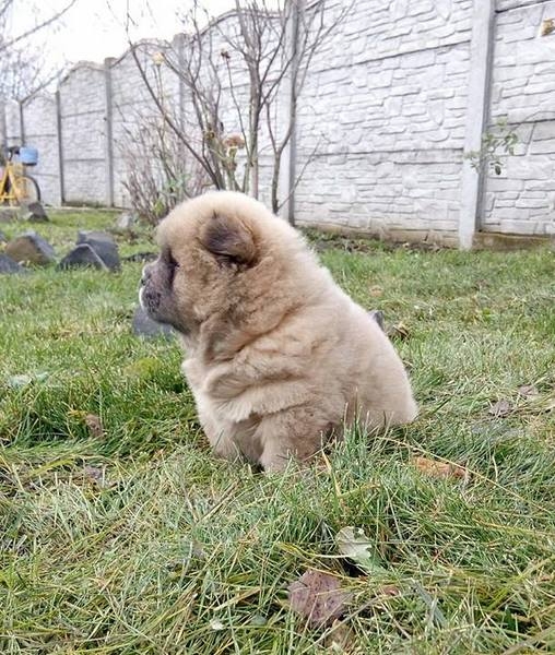 Щенки чау разных окрасов - <ro>Изображение</ro><ru>Изображение</ru> #2, <ru>Объявление</ru> #1660031