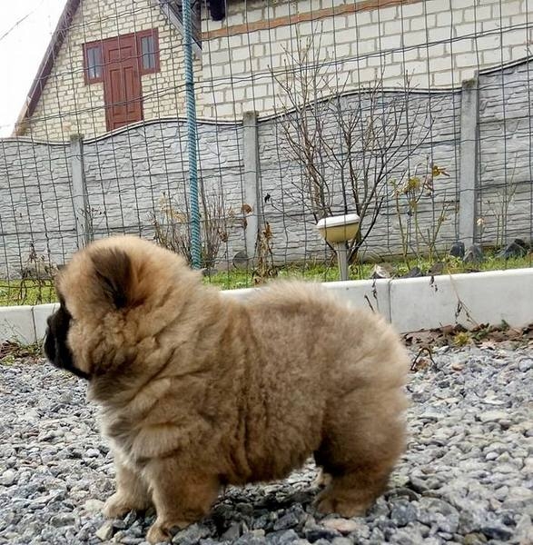 Щенки чау разных окрасов - <ro>Изображение</ro><ru>Изображение</ru> #3, <ru>Объявление</ru> #1660031