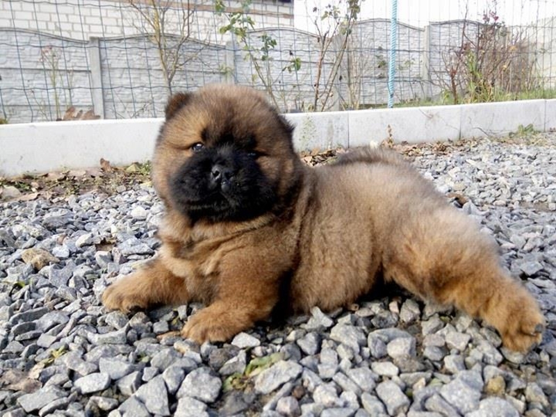 Щенки чау разных окрасов - <ro>Изображение</ro><ru>Изображение</ru> #4, <ru>Объявление</ru> #1660031