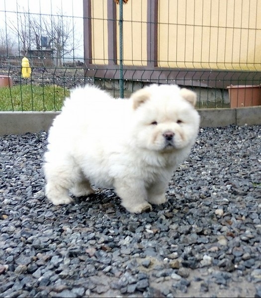 Щенки чау разных окрасов - <ro>Изображение</ro><ru>Изображение</ru> #6, <ru>Объявление</ru> #1660031