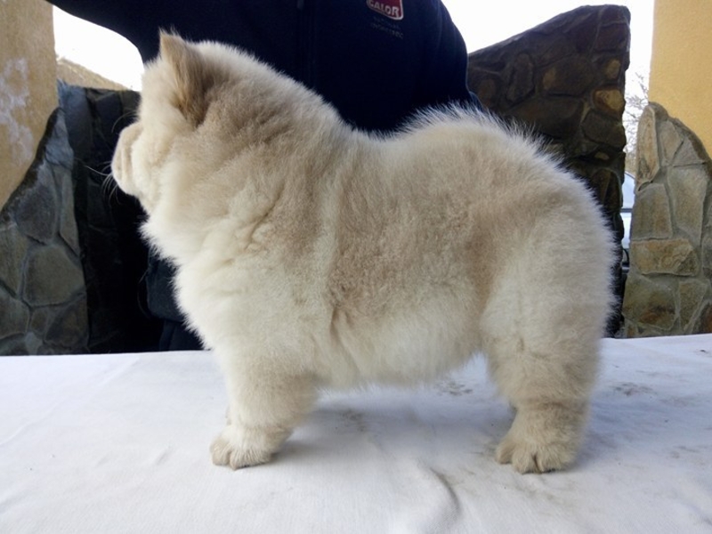 Щенки чау разных окрасов - <ro>Изображение</ro><ru>Изображение</ru> #1, <ru>Объявление</ru> #1660031