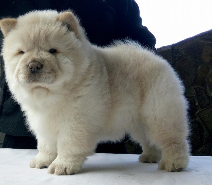 Щенки чау разных окрасов - <ro>Изображение</ro><ru>Изображение</ru> #5, <ru>Объявление</ru> #1660031