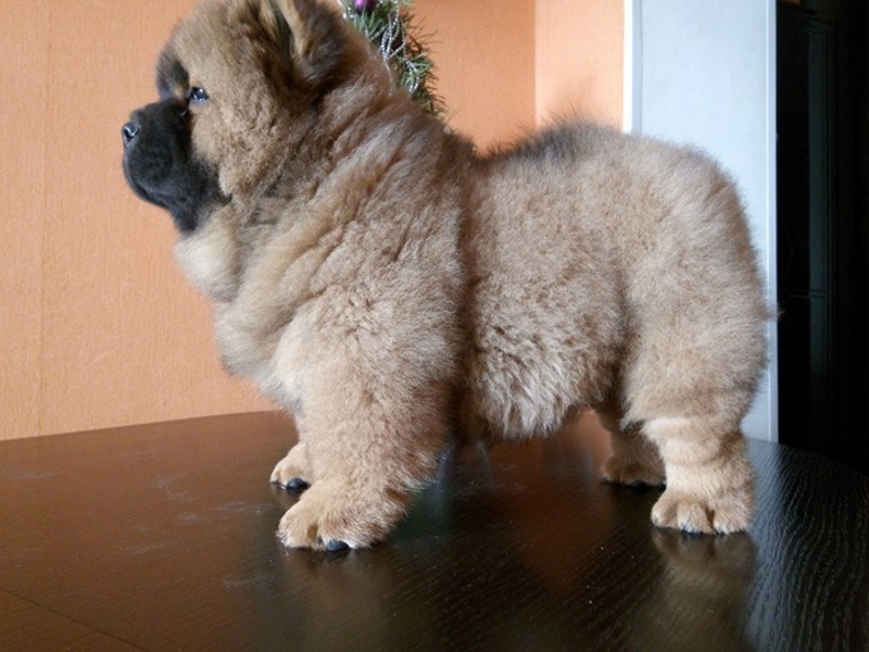 Щенки чау разных окрасов - <ro>Изображение</ro><ru>Изображение</ru> #7, <ru>Объявление</ru> #1660031