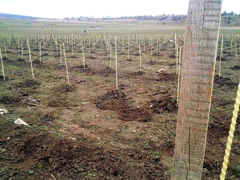 Опоры, колышки для растений Polyarm - <ro>Изображение</ro><ru>Изображение</ru> #4, <ru>Объявление</ru> #1687132