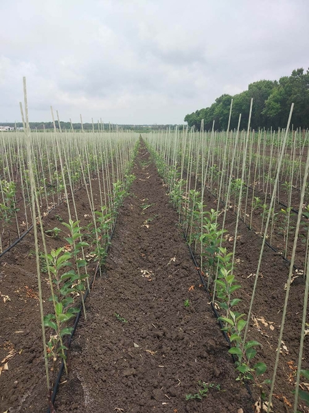 Опоры, колышки для растений Polyarm - <ro>Изображение</ro><ru>Изображение</ru> #3, <ru>Объявление</ru> #1687132