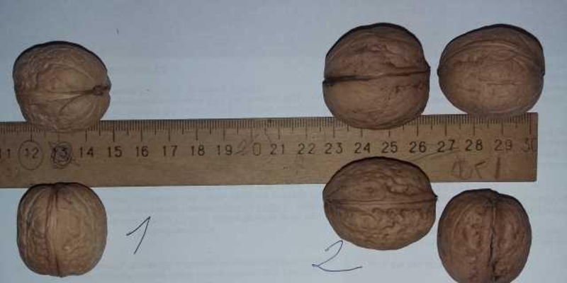 Посадимо сад волоського горіха - <ro>Изображение</ro><ru>Изображение</ru> #3, <ru>Объявление</ru> #1695653