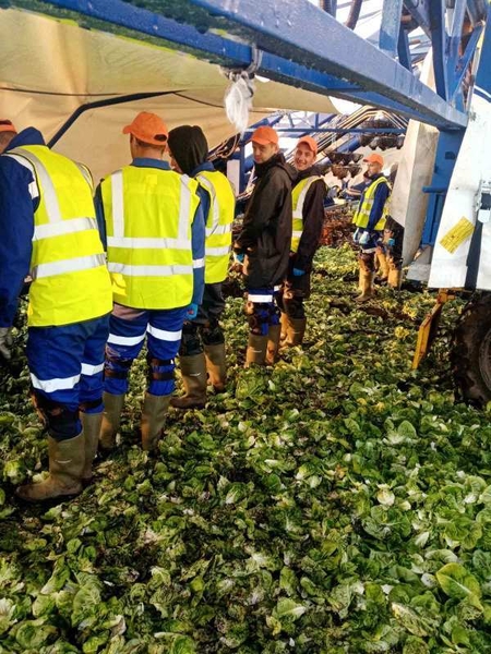 Працівники на збір урожаю до Англії - <ro>Изображение</ro><ru>Изображение</ru> #2, <ru>Объявление</ru> #1704033